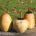 Trois urnes en bois posées sur une pierre dans un paysage d'automne.
