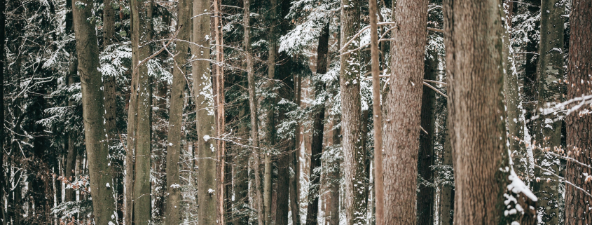 Forêt de conifères en hiver.