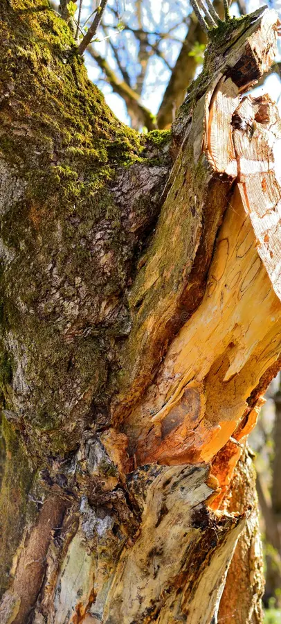 branche d'érable tachée (coti) coupée - section naturelle d'arbre - écorce couverte de mousse - tronc endommagé par une tempête