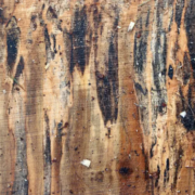 Planche de bois d’érable taché (coti) sciée, présentant des nœuds et une veinure unique, avec des marques naturelles de pourriture fongique dues à l’eau de pluie, provenant de l’espèce Acer.