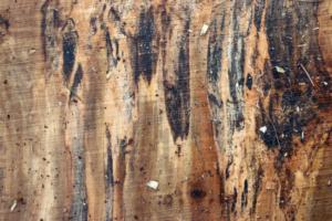 Planche de bois d’érable taché (coti) sciée, présentant des nœuds et une veinure unique, avec des marques naturelles de pourriture fongique dues à l’eau de pluie, provenant de l’espèce Acer.