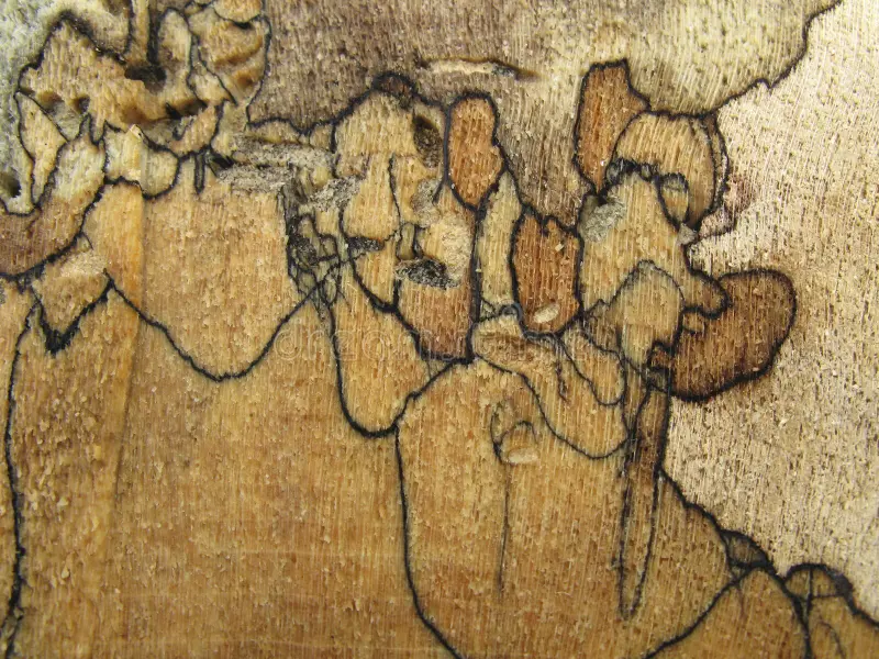 Le bois d’érable taché, ou « coti », est un bois d’érable naturellement décoré par des motifs uniques créés par l’action de champignons, offrant une esthétique saisissante idéale pour la création d’objets artisanaux et artistiques en tournage sur bois.